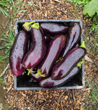 Load image into Gallery viewer, Spicy Eggplant Calabrese Sauce